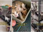 viral-video-135-kucing-ditelantarkan-dalam-ruko-di-surabaya-ada-bayi-kucing-dimakan-induknya.jpg