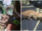 viral-video-anak-kucing-oren-dicekoki-tuak-di-semarang-gerombolan-pemuda-diamankan-polisi.jpg