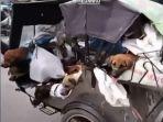 viral-video-anjing-anjing-terikat-di-atas-bentor.jpg