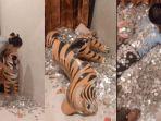 viral-video-bongkar-celengan-koin-sebesar-patung-macan.jpg