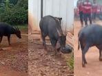 viral-video-kemunculan-anoa-tambang-konawe-sultra.jpg