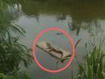 viral-video-penampakan-buaya-berjemur-di-sungai-pagang-kota-padang-ini-kata-bksda.jpg