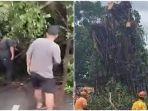 viral-video-pohon-beringin-di-wonogiri-jawa-tengah12.jpg