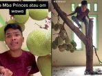 viral-video-pohon-nangka-tumbuh-di-dalam-rumah-dan-tetap-rutin-menghasilkan-buah-ini-ceritanya.jpg