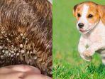 viral-video-seekor-anjing-terkena-kutu-caplak-ini-tips-penanganan-dari-dog-lovers.jpg