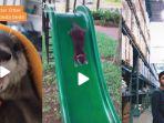 viral-video-tiktok-tingkah-laku-hewan-otter-pemiliknya-bagikan-tips-merawat-otter.jpg