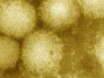 virus-berbahaya-yezo-nih3.jpg
