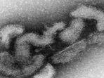 virus-oz-di-jepang-2435346.jpg