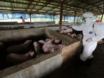 wabah-virus-hog-cholera-dan-african-swine-fever-serang-babi_20191112_164330.jpg