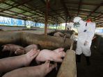 wabah-virus-hog-cholera-dan-african-swine-fever-serang-babi_20191112_164420.jpg