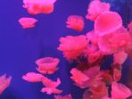 wahana-baru-seaworld-ancol-jelly-fish_20161209_102030.jpg
