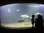 wahana-sea-world-taman-impian-jaya-ancol-rame-pengunjung_20211022_182045.jpg