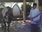 wakil-wali-kota-solo-serahkan-sapi-kurban-presiden-joko-widodo-di-masjid-al-wustho-solo_20160912_172653.jpg