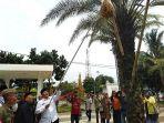 wali-kota-tasikmalaya-budi-budiman-secara-simbolis-memanen-kurma.jpg