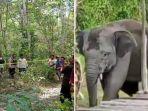 wanita-hamil-tewas-terinjak-kawanan-gajah-liar-di-kebun-karet-desa34.jpg