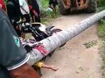 wanita-tewas-tertimpa-pohon-tumbangjpg.jpg