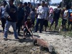 warga-bari-menangkap-seekor-komodo_20180724_150056.jpg