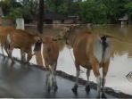 warga-di-desa-kunyit-terpaksa-ungsikan-ternak-sapi-ke-jalan-raya_20170126_163914.jpg