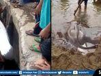 warga-heboh-ikan-pari-raksasa-bobot-100-kg-tertangkap-di-sungai-ogan-oku.jpg