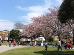 warga-jepang-ber-hanami_20170402_140819.jpg