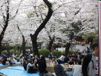 warga-jepang-ber-hanami_2_20170407_121813.jpg