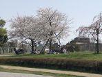 warga-jepang-menikmati-sakurahanami.jpg