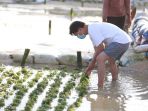 warga-lembongan-melakukan-budi-daya-rumput-laut_20200921_160136.jpg