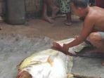 warga-memotong-ikan-tapah-raksasa.jpg