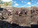 warga-memungut-kembali-daging-kerbau.jpg