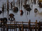 warga-mencari-tiram-di-sungai-gampong_20200706_224350.jpg