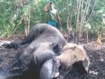 warga-mengamati-bangkai-gajah_20170720_024926.jpg