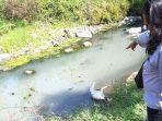 warga-menunjukkan-bangkai-binatang-di-sungai-kedung-puh-desa-tapen-k.jpg