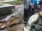 warga-riau-tangkap-buaya-buncit-di-sungai.jpg