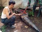 warga-rumpin-bogor-digegerkan-dengan-penangkapan-seekor-buay.jpg