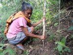 warga-saat-menggali-odo-di-hutan-waedoa-kecamatan-nangaroro-kabupaten-nagekeo.jpg