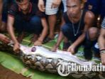 warga-sedang-membelah-perut-ular-piton_20180618_104835.jpg