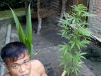 warga-tanam-pohon-ganja-di-rumahnya_20180330_144959.jpg