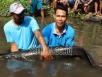 warga-tangkap-ikan-arapaima-gigas_20180702_124908.jpg
