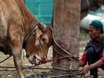 warga-terima-daging-hewan-qurban-idul-adha-1438-h_20170901_171221.jpg