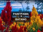 warna-warni-taman-bunga-bukit-sri-gunung-batang-indah-banget_20180306_134442.jpg