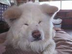 wasai-anjing-akita-jepang.jpg