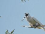 white-bellbird.jpg