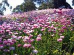 wildflowers-1.jpg