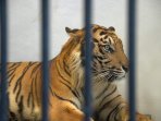 wira-harimau-koleksi-kbs_20150928_185832.jpg