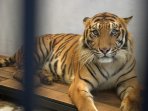 wira-harimau-koleksi-kbs_20150928_185853.jpg