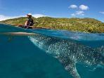 wisata-melihat-hiu-paus-di-oslob-cebu-filipina.jpg
