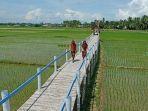wisata-sawah-mane-kareung-kecamatan-blang-mangat-kota-lhokseumawe.jpg