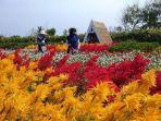 wisatawan-berfoto-ria-di-kebun-bung.jpg