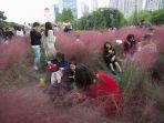 wisatawan-pemburu-selfie-di-taman-rumput-merah-muda-di-china_20181017_130158.jpg