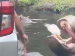 wisatawan-taman-safari-bogor-melempar-plastik-ke-mulut-kuda-nil-98.jpg